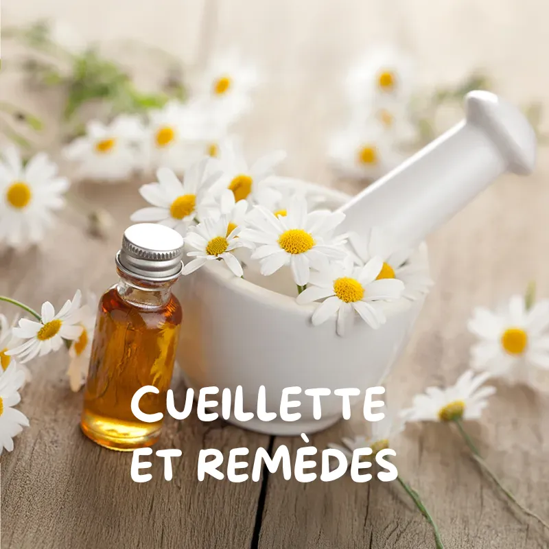 Ateliers "Cueillette et remèdes"