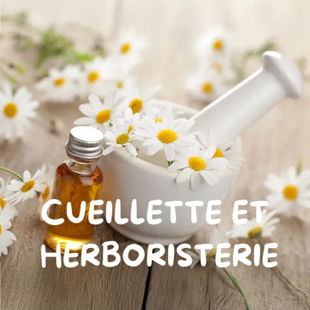 Ateliers "Cueillette et herboristerie"